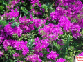Flowers Everywhere