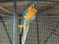 Parrot