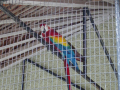 Parrot 2
