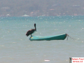 Pelican