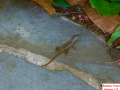 Gecko