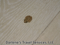 Tree Frog