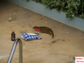 Mongoose