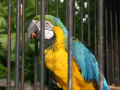 Parrot_1
