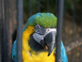 Parrot_2