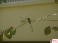Hummingbird
