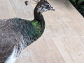 Peahen Visitor