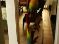 Parrot