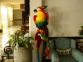 Parrot