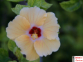 Just a Flower