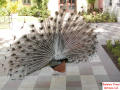 Peacock 1