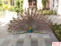 Peacock 2