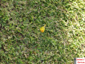 Saffron Finch