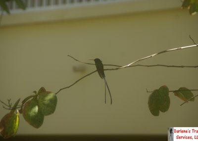 Hummingbird